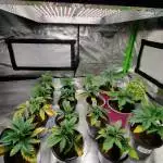 OG Kush Auto - 24h light