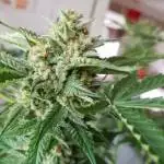 Stardawg Auto 2