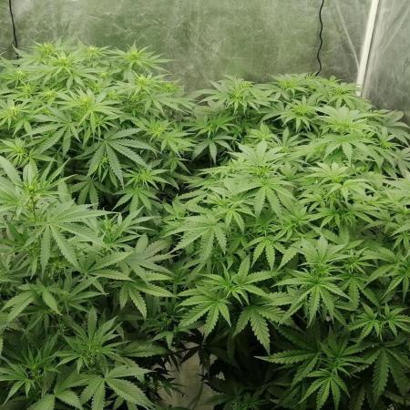 Autoflowers in DWC Cz Old school grower