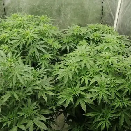 Autoflowers in DWC Cz Old school grower