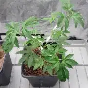 Girlscout cookies