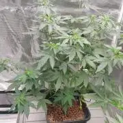 Girlscout cookies