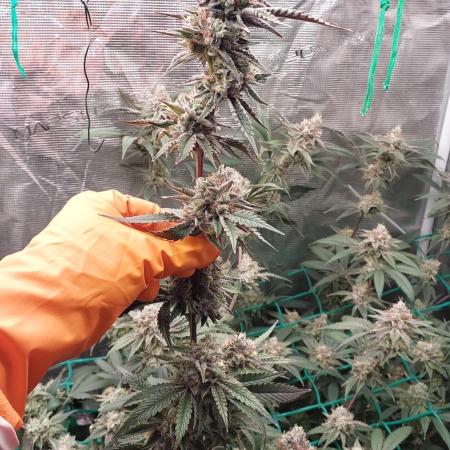 Peach Sherbet OG, last clones)