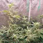 Peach Sherbet OG, last clones)