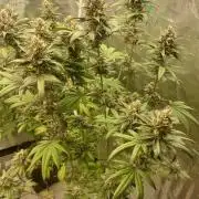 Girlscout cookies
