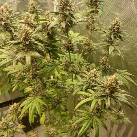 Girlscout cookies