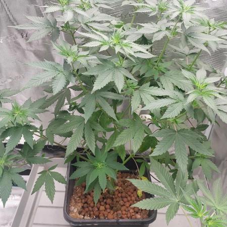 Girlscout cookies