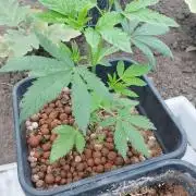 Girlscout cookies