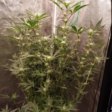 Primetime clone
