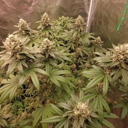 Girlscout cookies