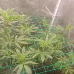 Peach Sherbet OG, last clones)