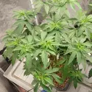 Girlscout cookies