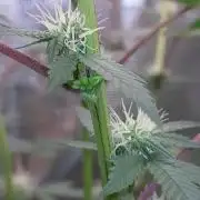 Girlscout cookies