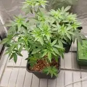 Girlscout cookies