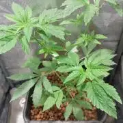 Girlscout cookies