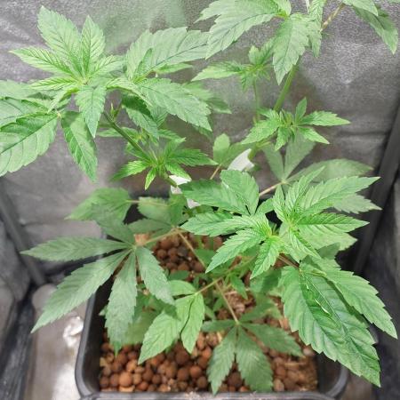 Girlscout cookies