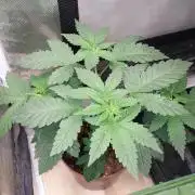 Red alien