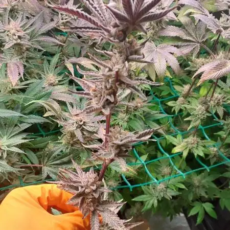 Peach Sherbet OG clone