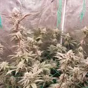 Peach Sherbet OG, last clones)