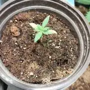 Apple Fritter, second try