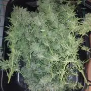 Second try, Gopher glue