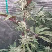 Peach Sherbet OG, last clones)