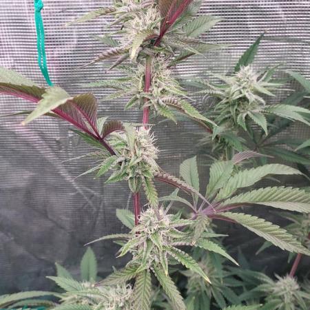 Peach Sherbet OG, last clones)