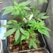 Girlscout cookies