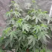 Girlscout cookies