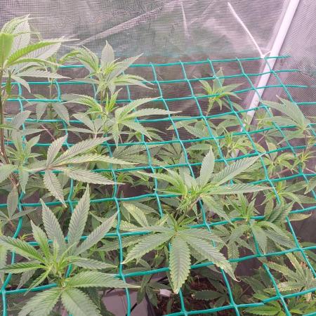 Peach Sherbet OG, last clones)