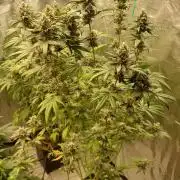 Girlscout cookies