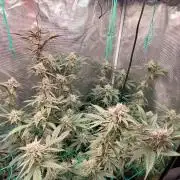 Peach Sherbet OG, last clones)