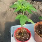 Girlscout cookies