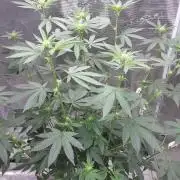 Girlscout cookies