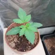 Red alien