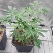 Girlscout cookies