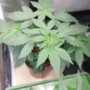 Red alien
