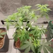 Girlscout cookies