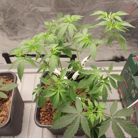 Girlscout cookies