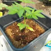 Girlscout cookies