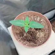 Red alien