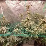 Peach Sherbet OG, last clones)