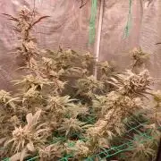 Peach Sherbet OG, last clones)