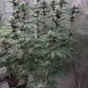 Girlscout cookies