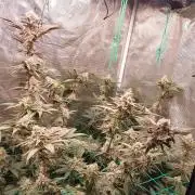 Peach Sherbet OG, last clones)