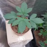 Red alien