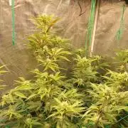 Peach Sherbet OG, last clones)