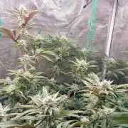 Peach Sherbet OG, last clones)