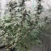 Girlscout cookies