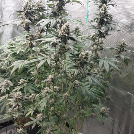 Girlscout cookies